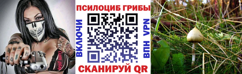 Купить  Черняховск  Псилоцибиновые грибы прущие грибы 
